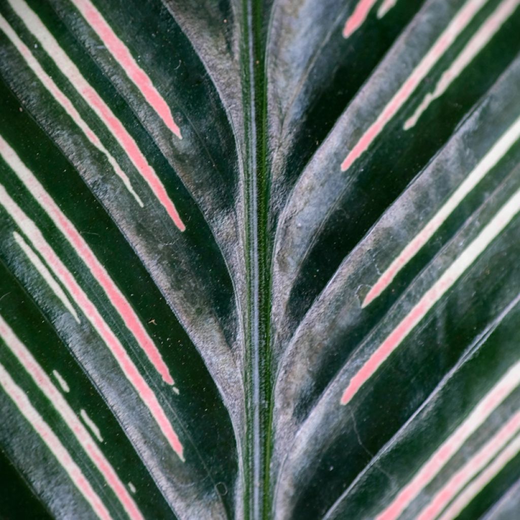 Maija - Calathea ornata