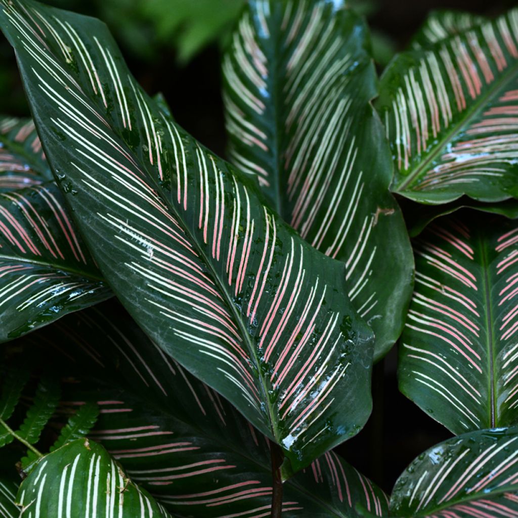 Maija - Calathea ornata