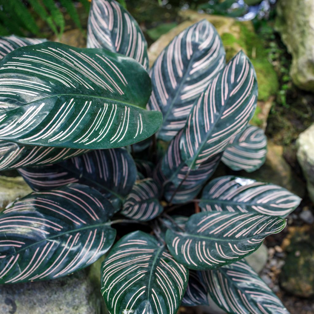Maija - Calathea ornata
