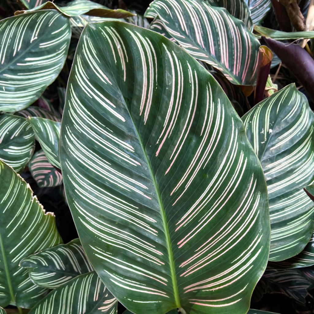 Maija - Calathea ornata