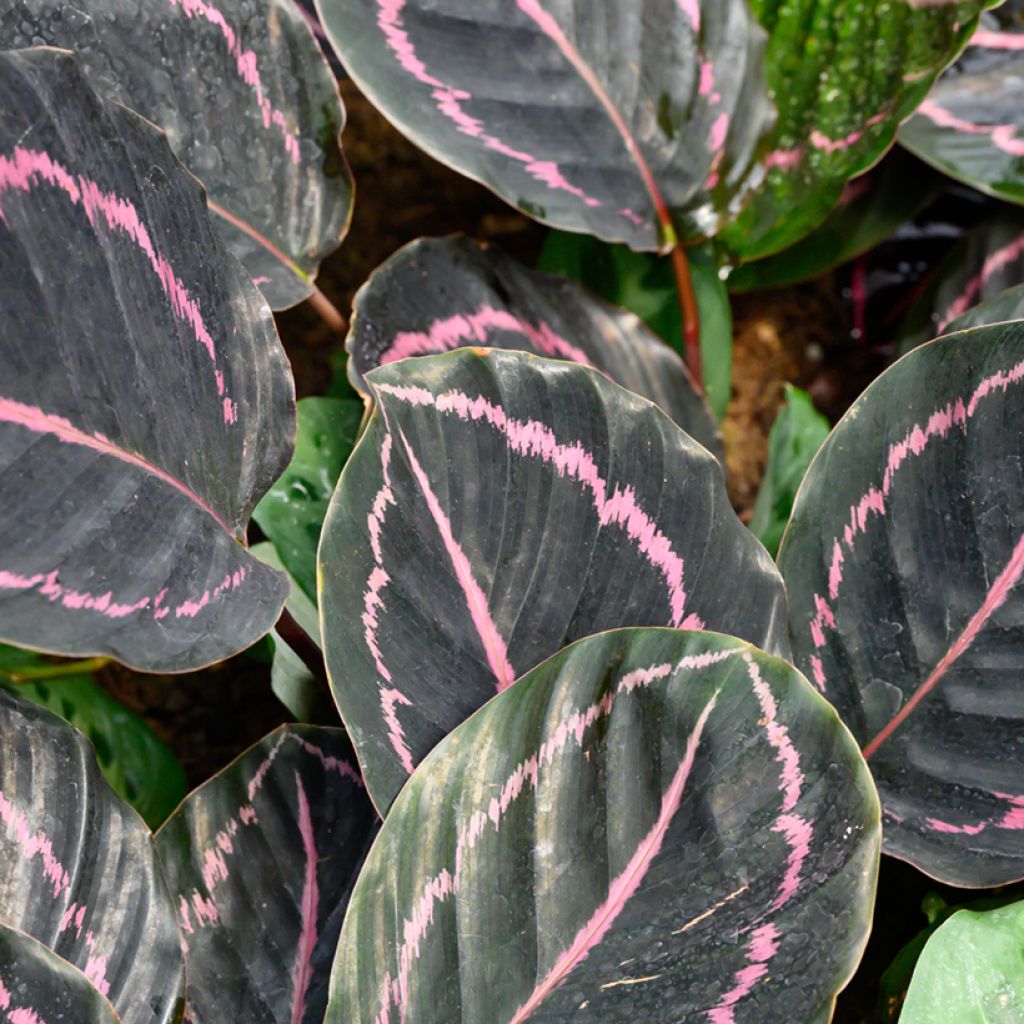 Maija - Calathea roseopicta