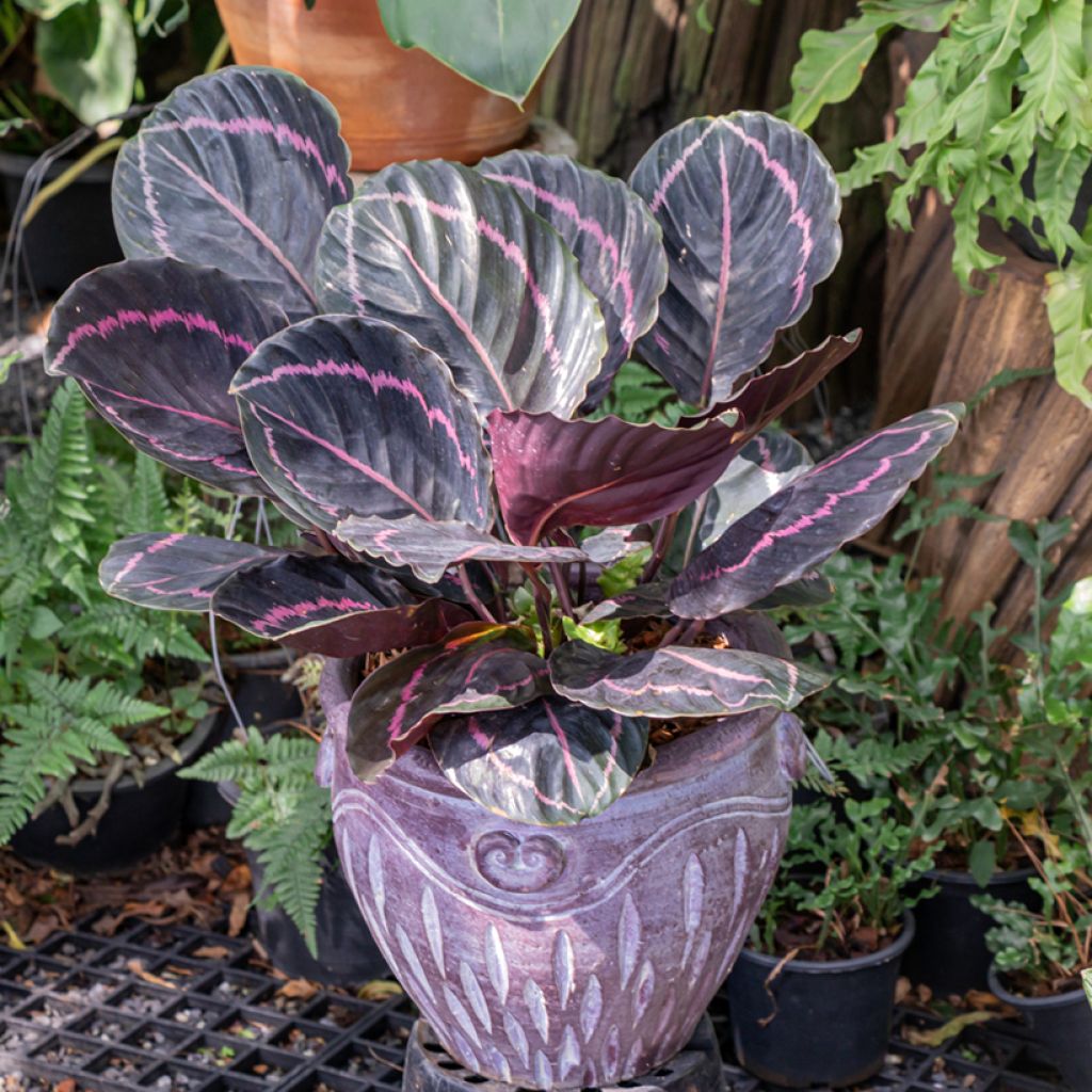 Maija - Calathea roseopicta