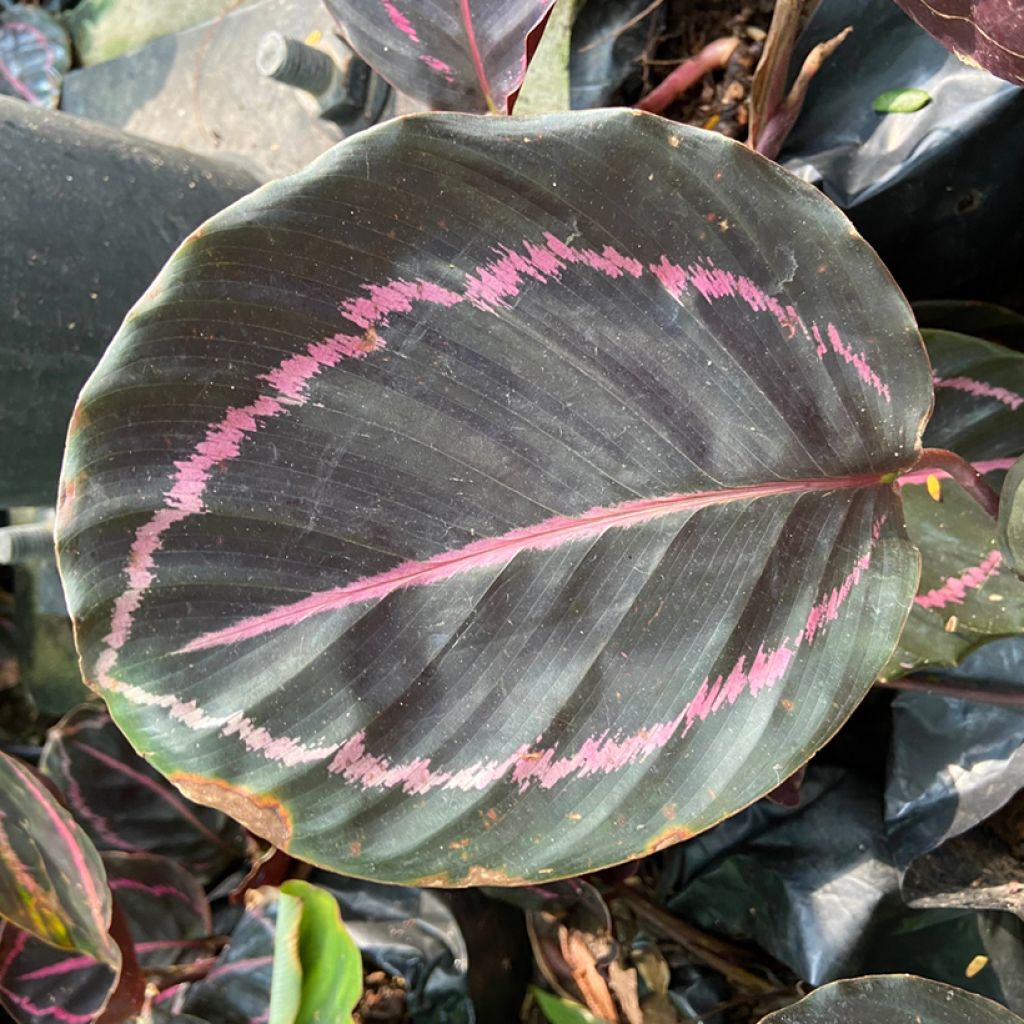 Maija - Calathea roseopicta