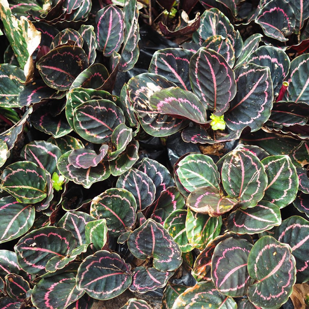 Maija - Calathea roseopicta