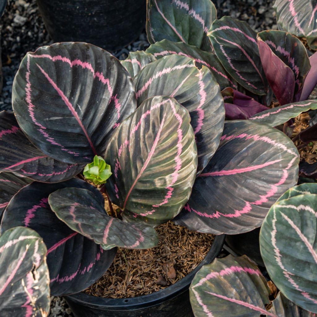 Maija - Calathea roseopicta