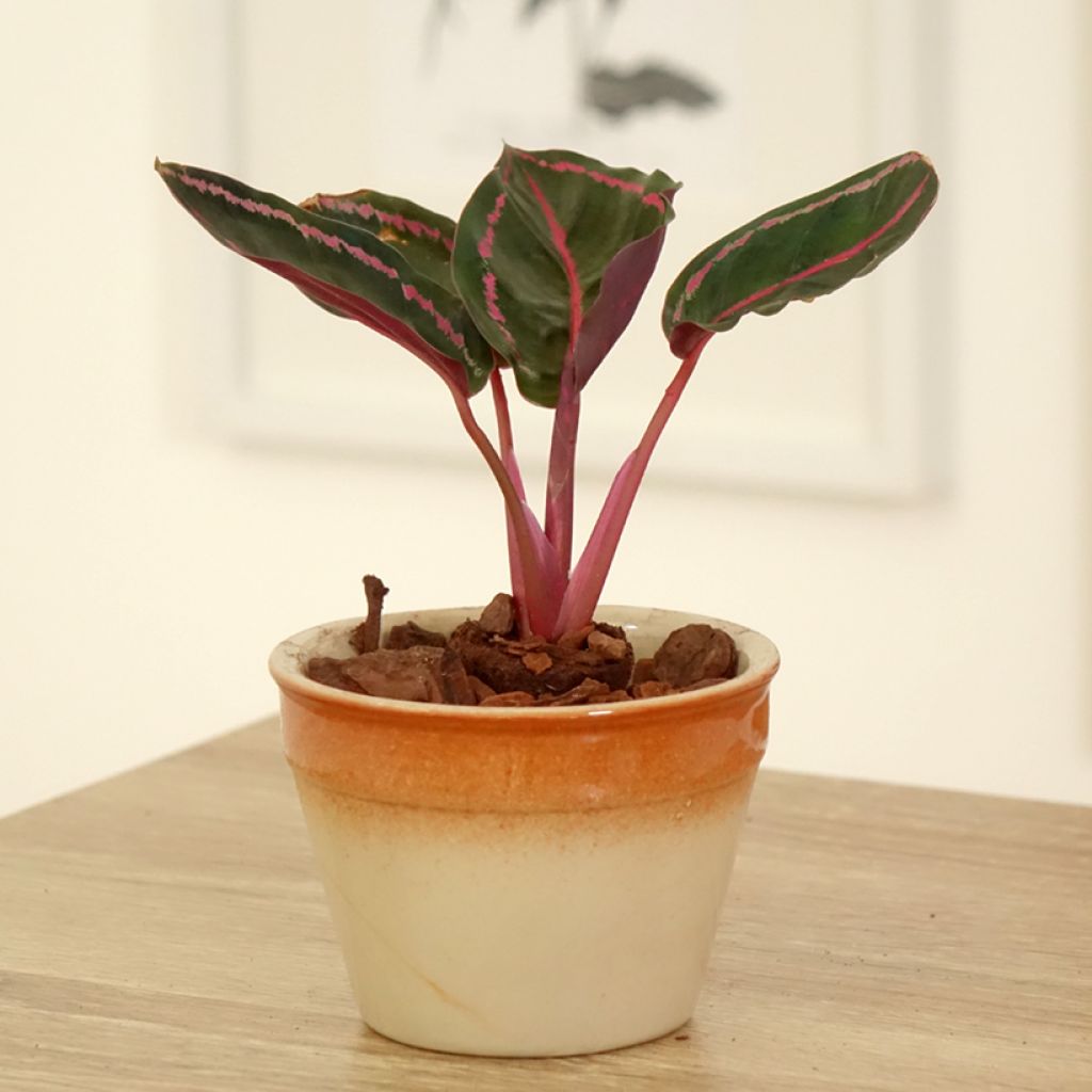 Maija - Calathea roseopicta