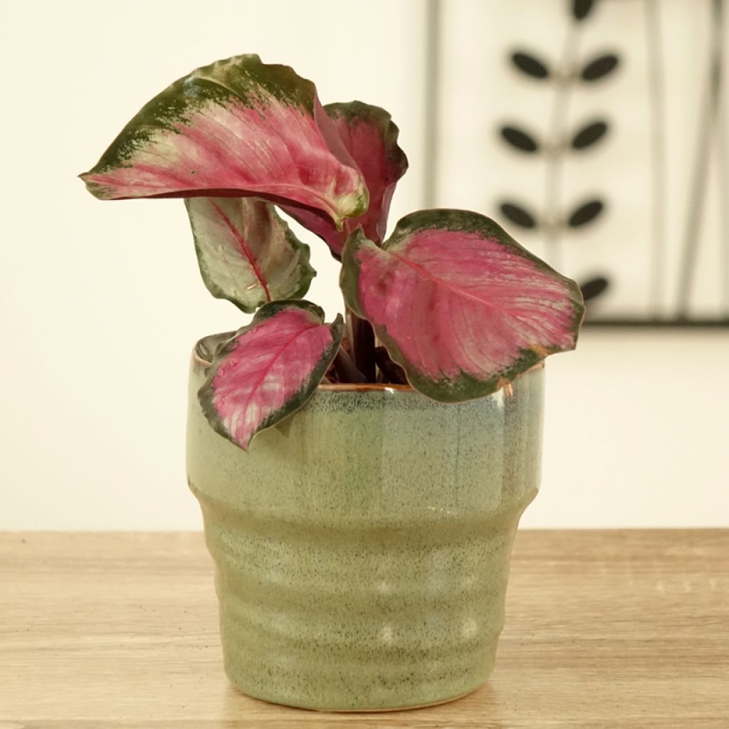 Maija Rosy
