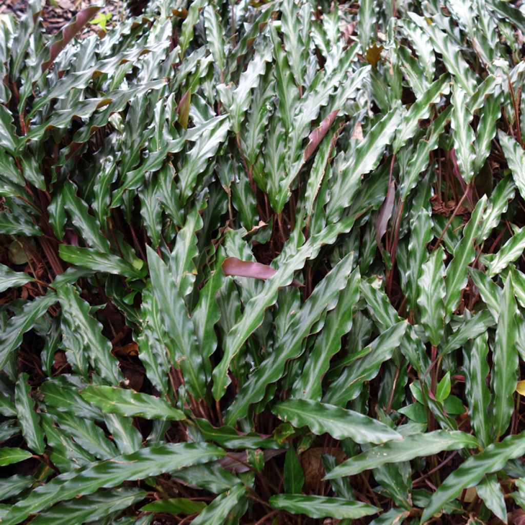 Aaltomaija - Calathea rufibarba