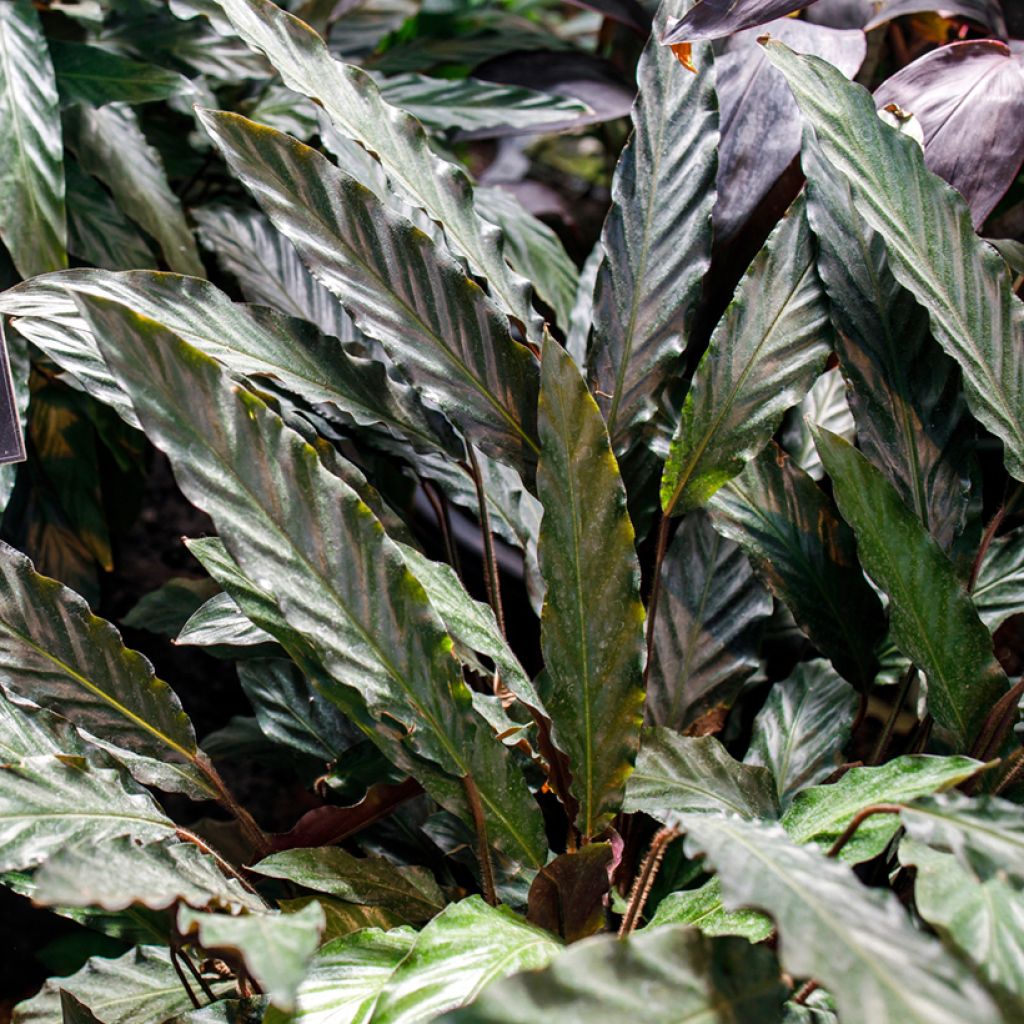 Aaltomaija - Calathea rufibarba