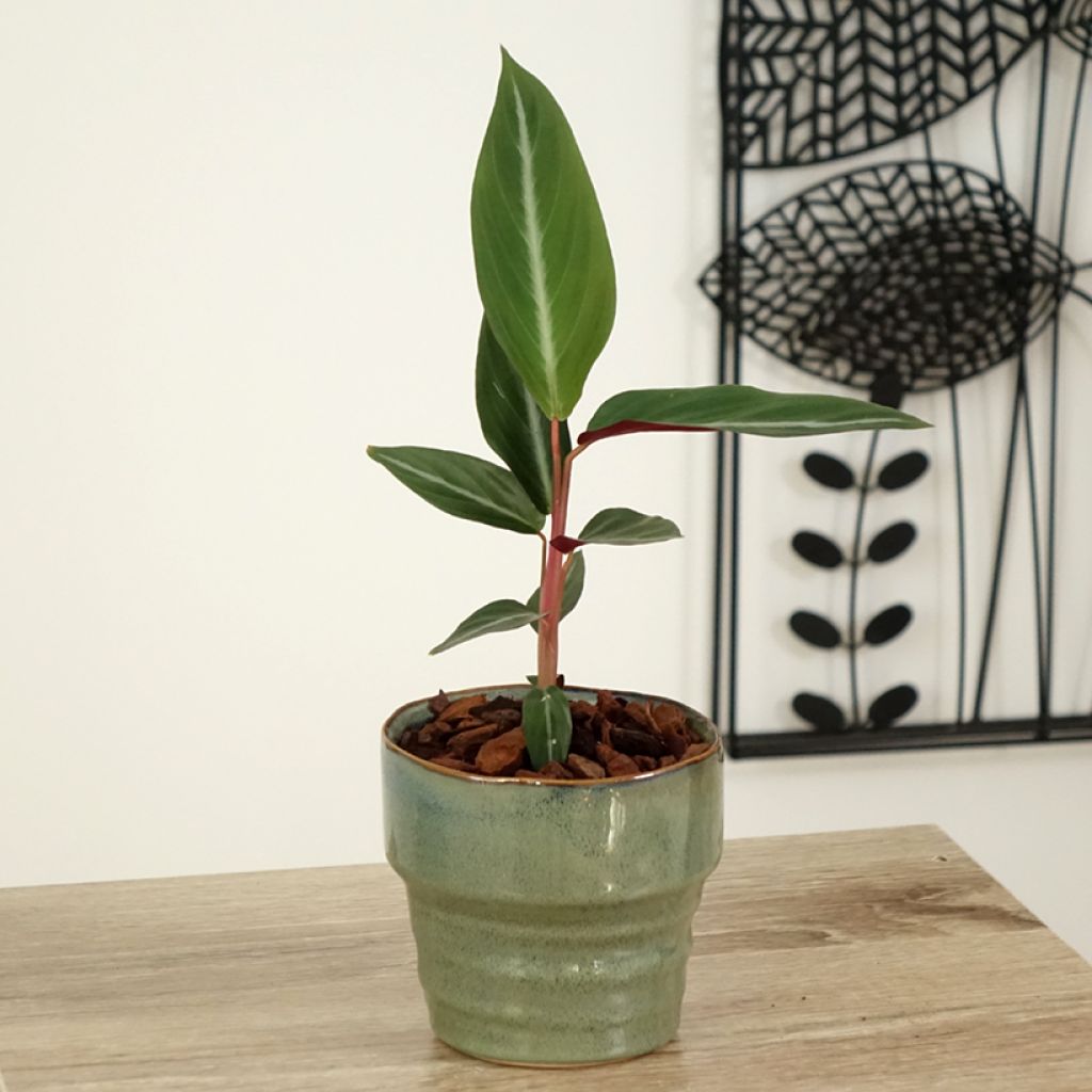 Maija - Calathea sanguinea