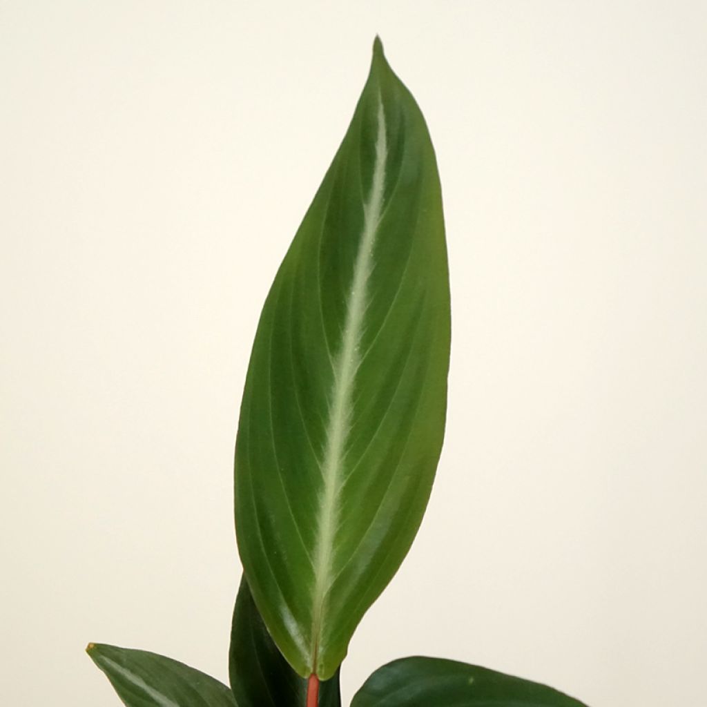Maija - Calathea sanguinea