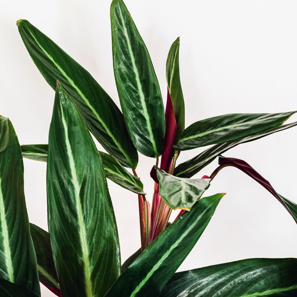 Maija - Calathea sanguinea
