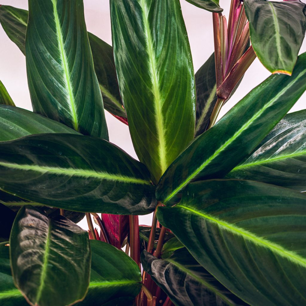 Maija - Calathea sanguinea