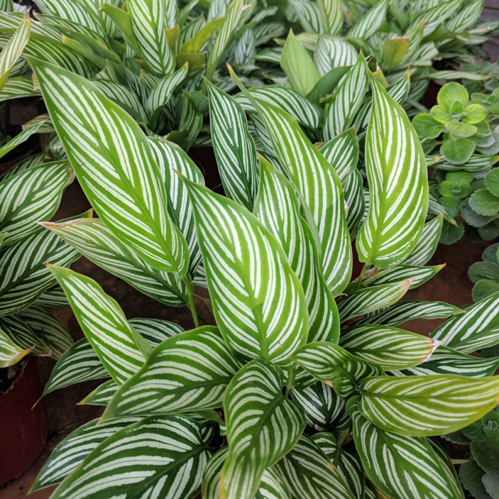 Maija - Calathea vittata