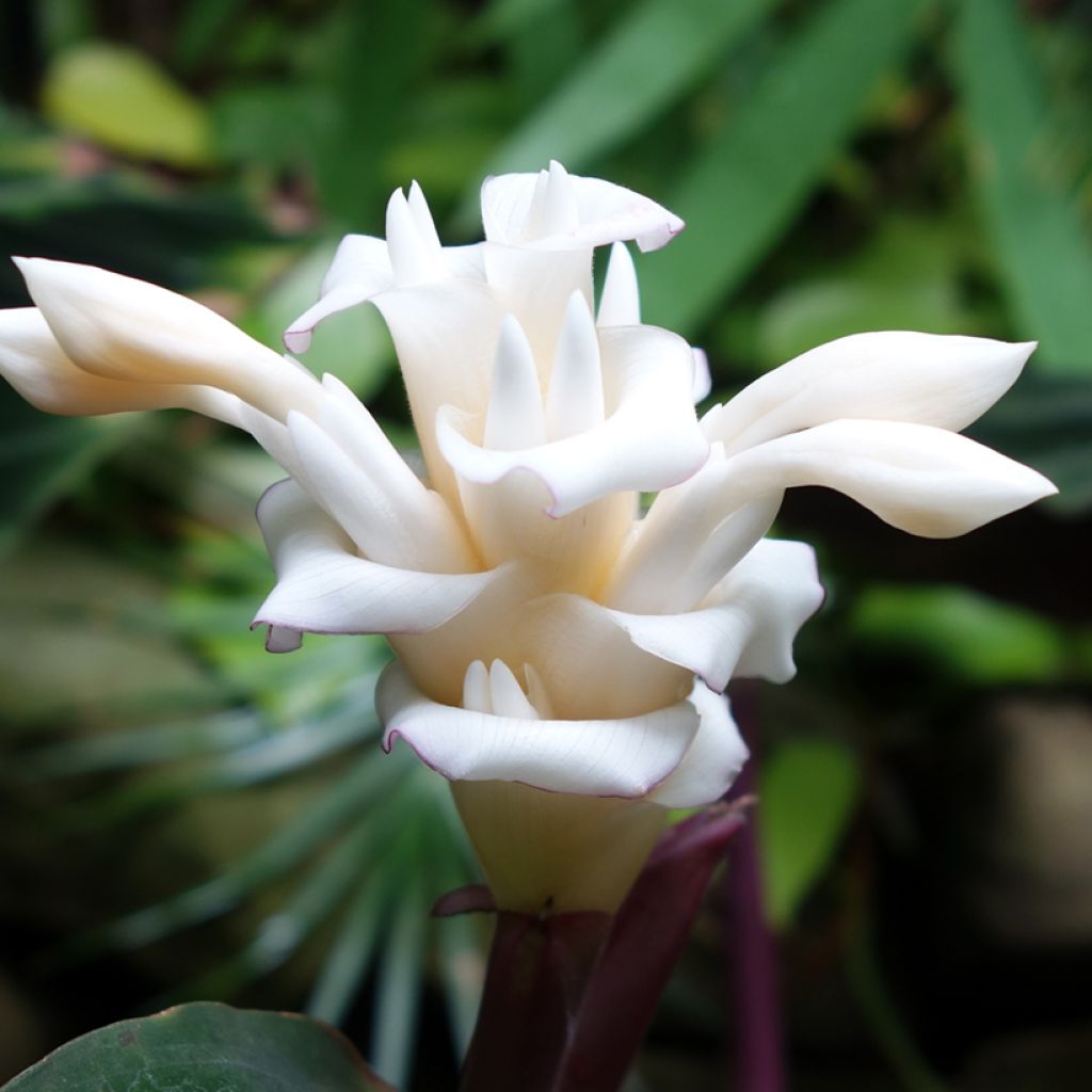Maija - Calathea warscewiczii