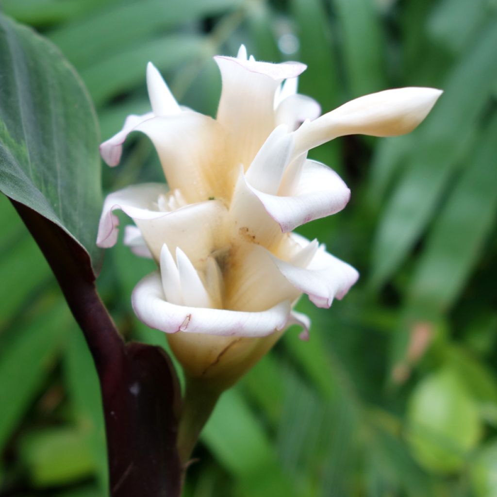 Maija - Calathea warscewiczii