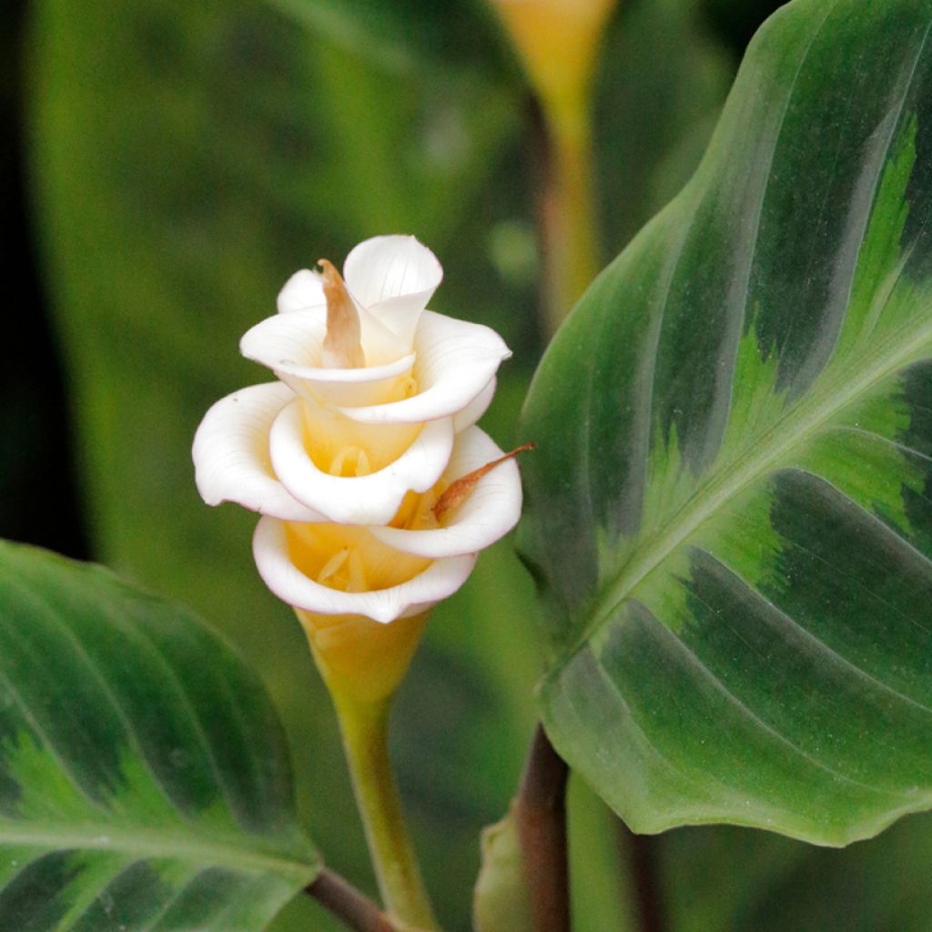 Maija - Calathea warscewiczii