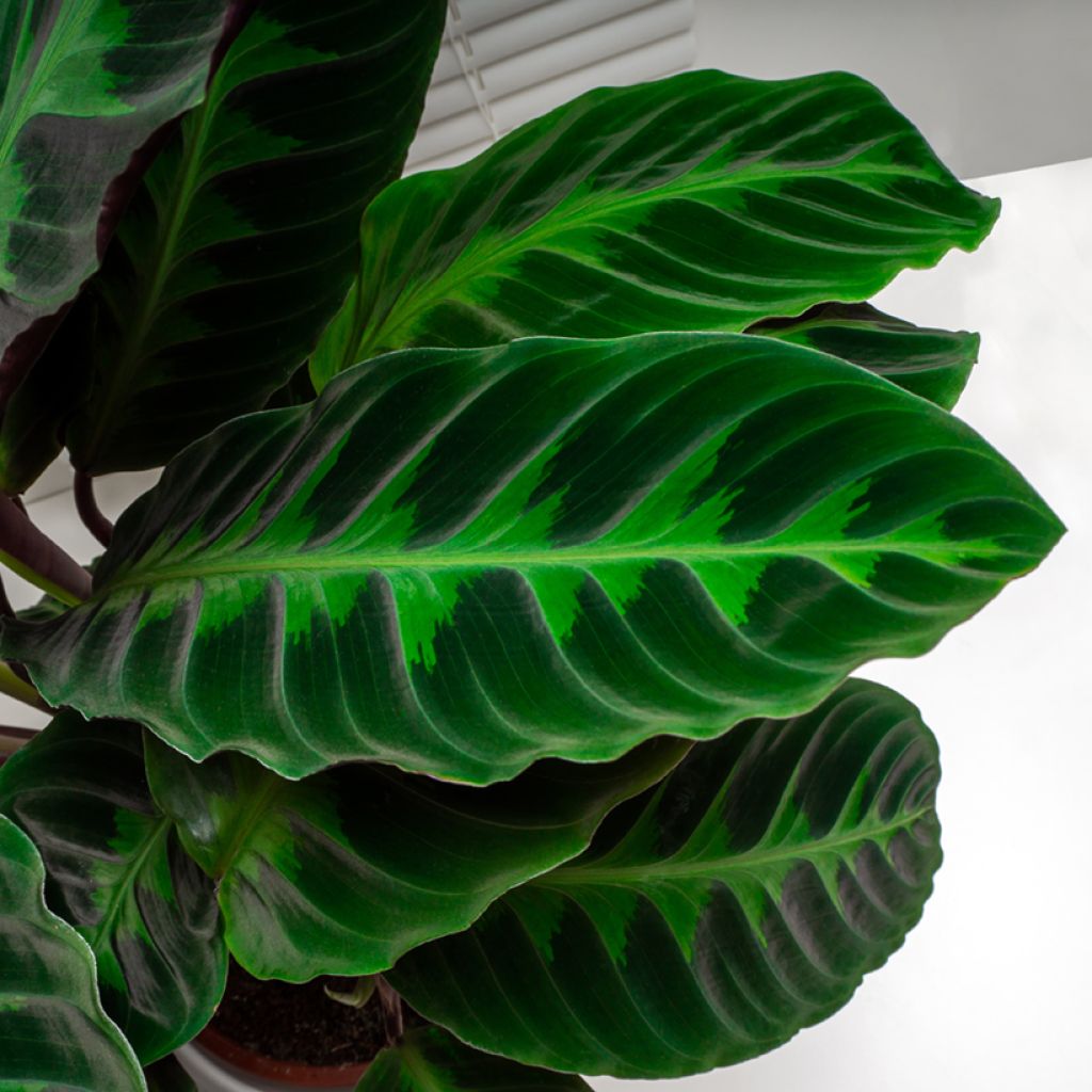 Maija - Calathea warscewiczii