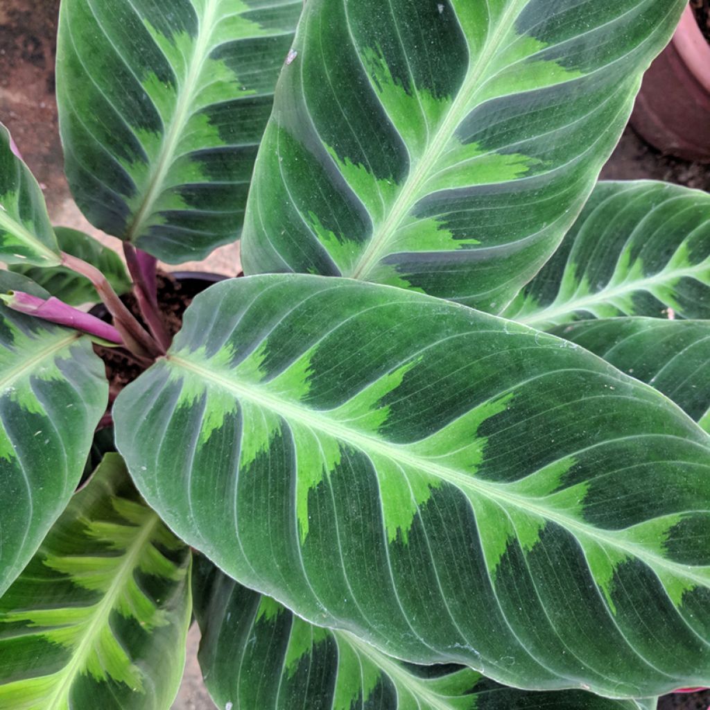 Maija - Calathea warscewiczii