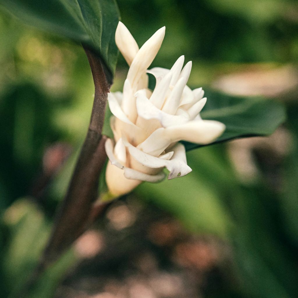 Maija - Calathea warscewiczii