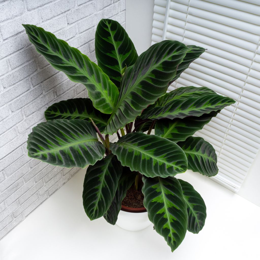 Maija - Calathea warscewiczii