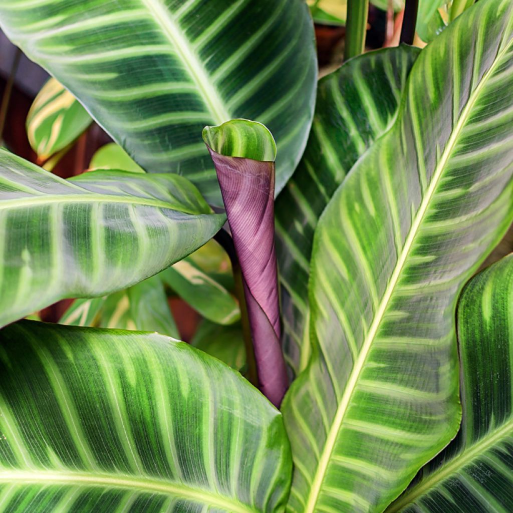 Seepramaija - Calathea zebrina