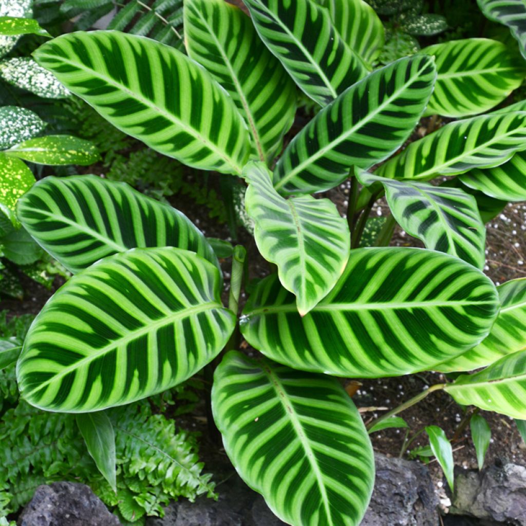Seepramaija - Calathea zebrina