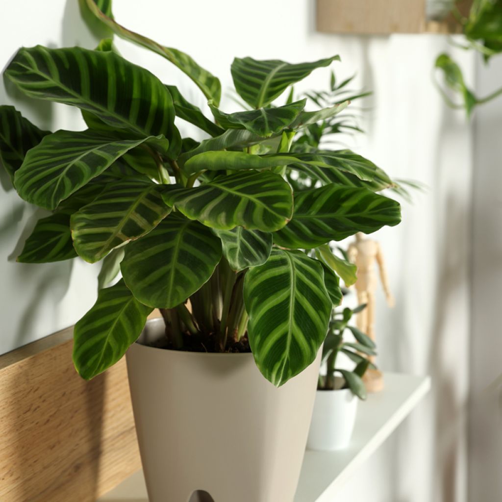 Seepramaija - Calathea zebrina