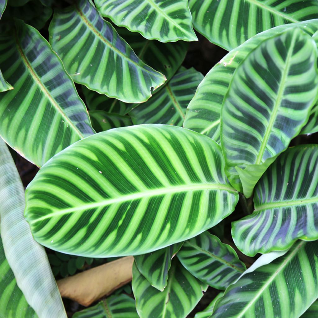 Seepramaija - Calathea zebrina