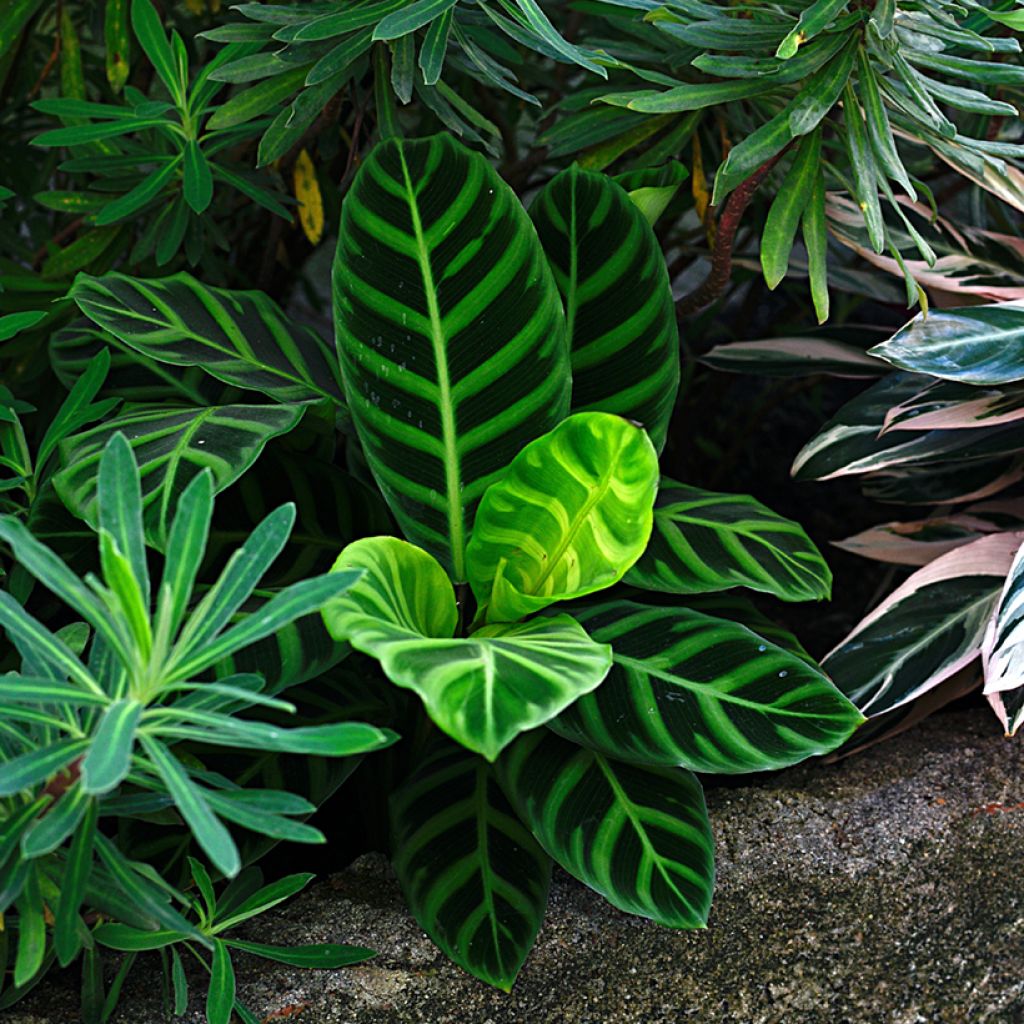 Seepramaija - Calathea zebrina