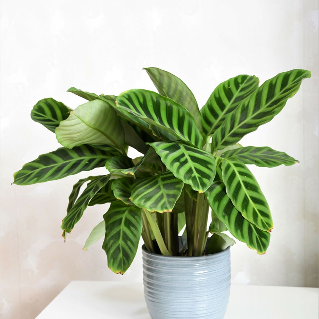 Seepramaija - Calathea zebrina