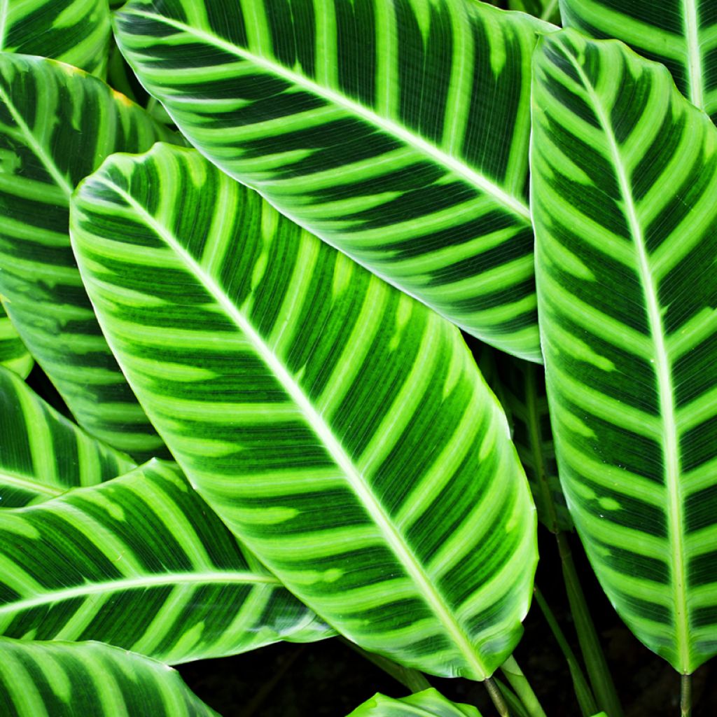 Seepramaija - Calathea zebrina