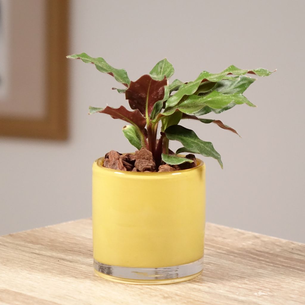 Aaltomaija - Calathea rufibarba