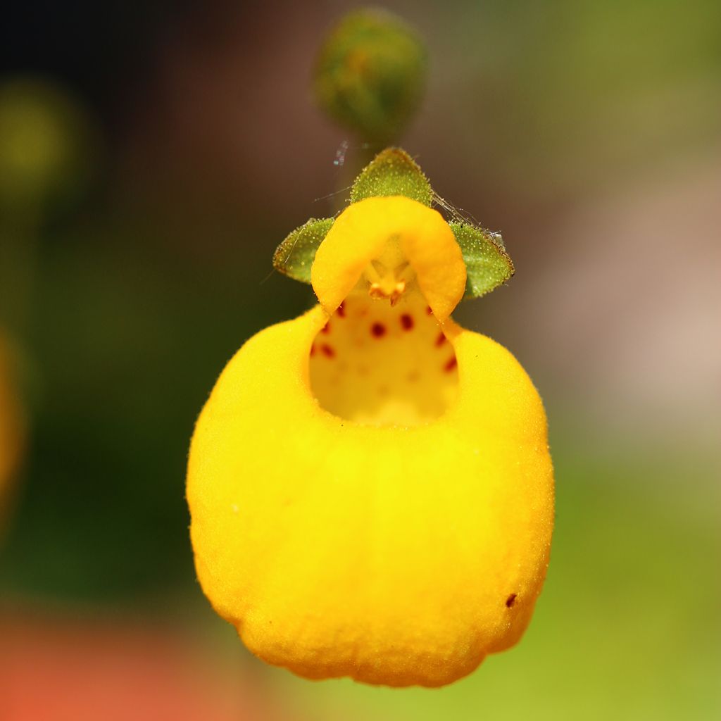 Tohvelikukka - Calceolaria bilflora