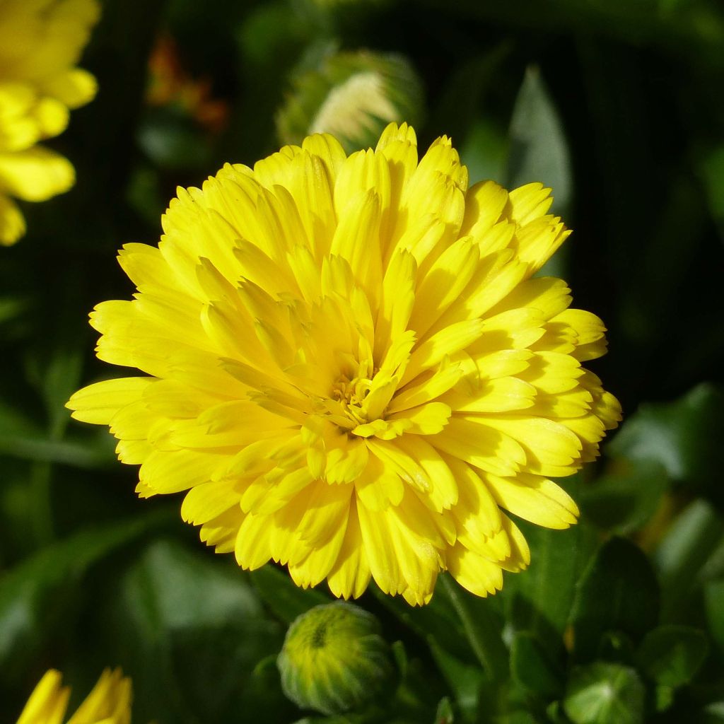 Kehäkukka Powerdaisy Sunny