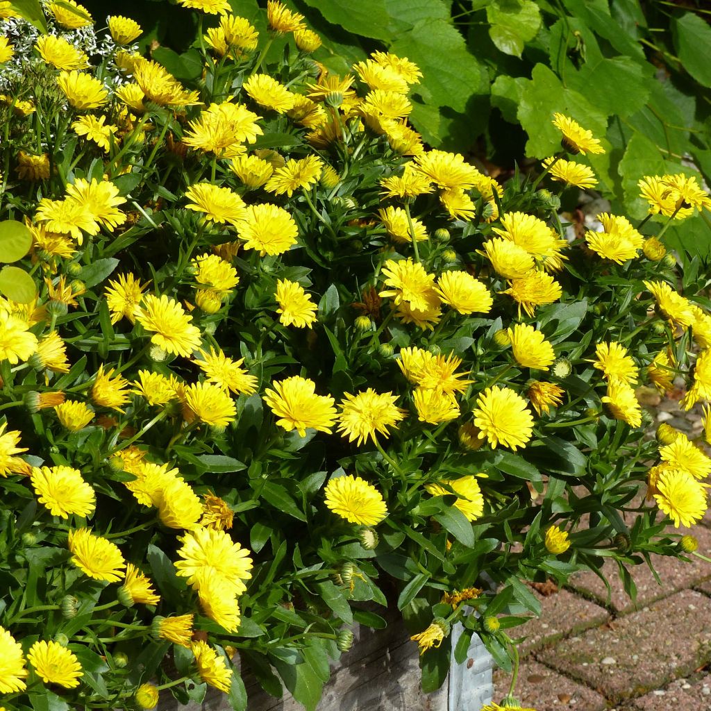 Kehäkukka Powerdaisy Sunny