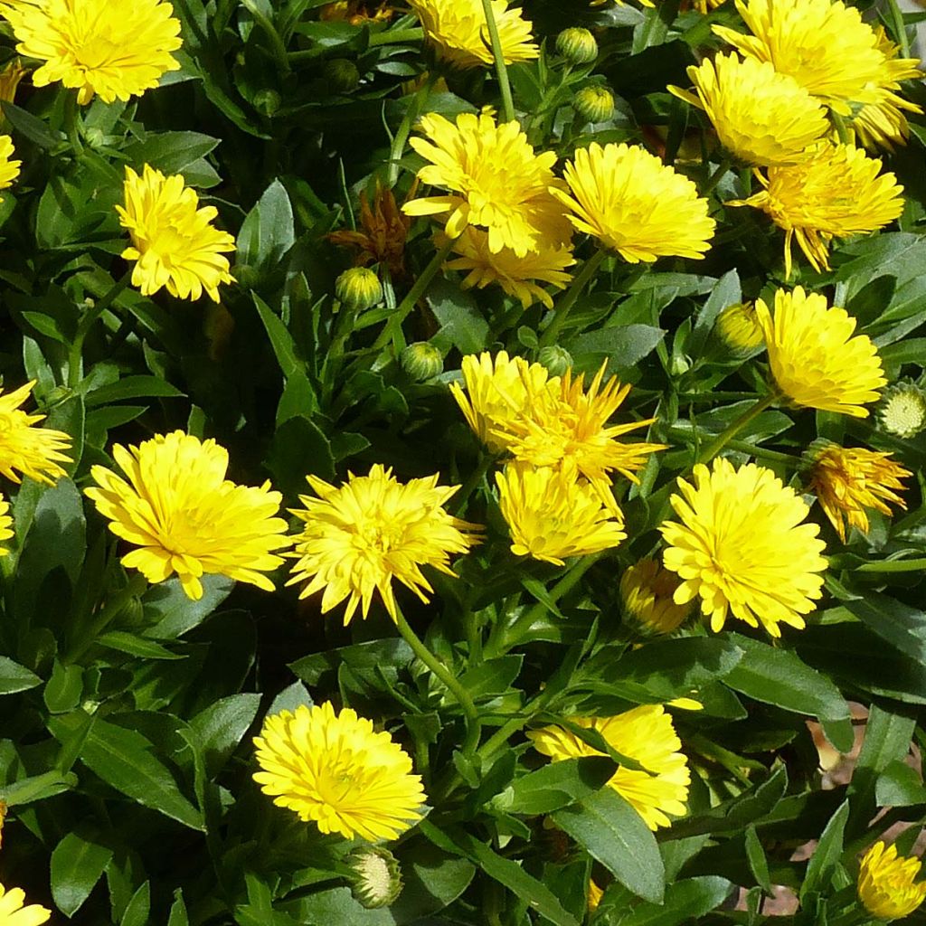 Kehäkukka Powerdaisy Sunny