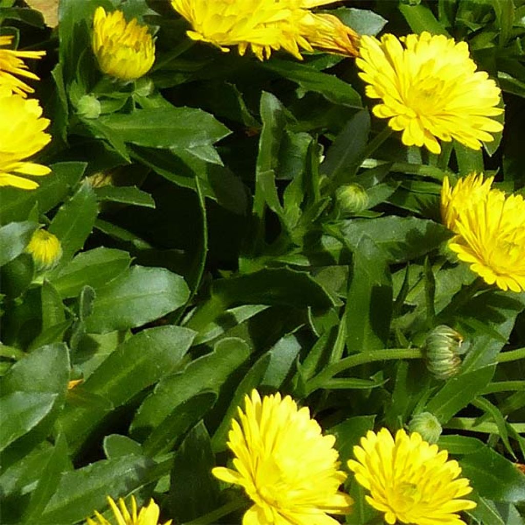 Kehäkukka Powerdaisy Sunny