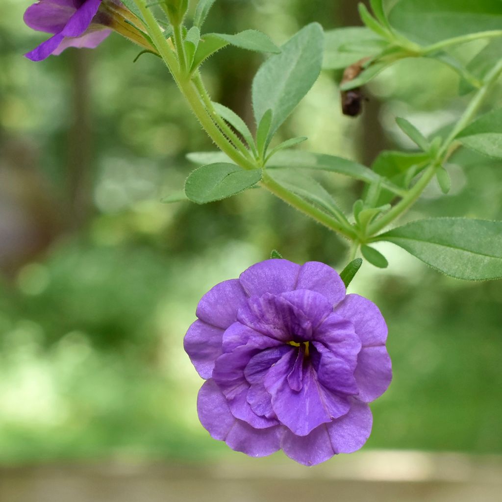 Miljoonakello Can-Can Rosies Blue
