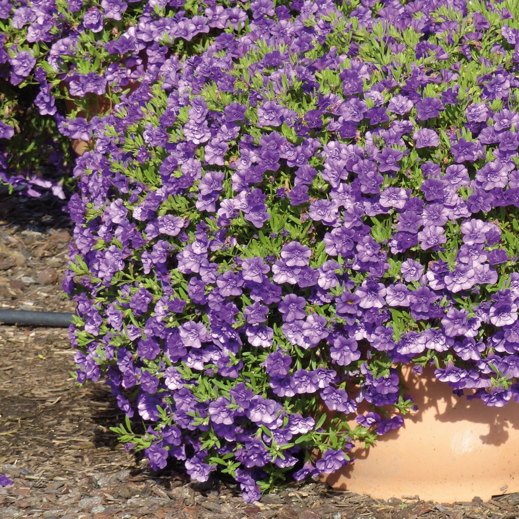 Miljoonakello Can-Can Rosies Blue
