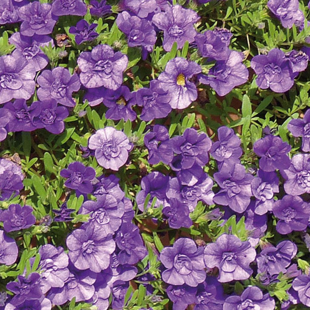 Miljoonakello Can-Can Rosies Blue