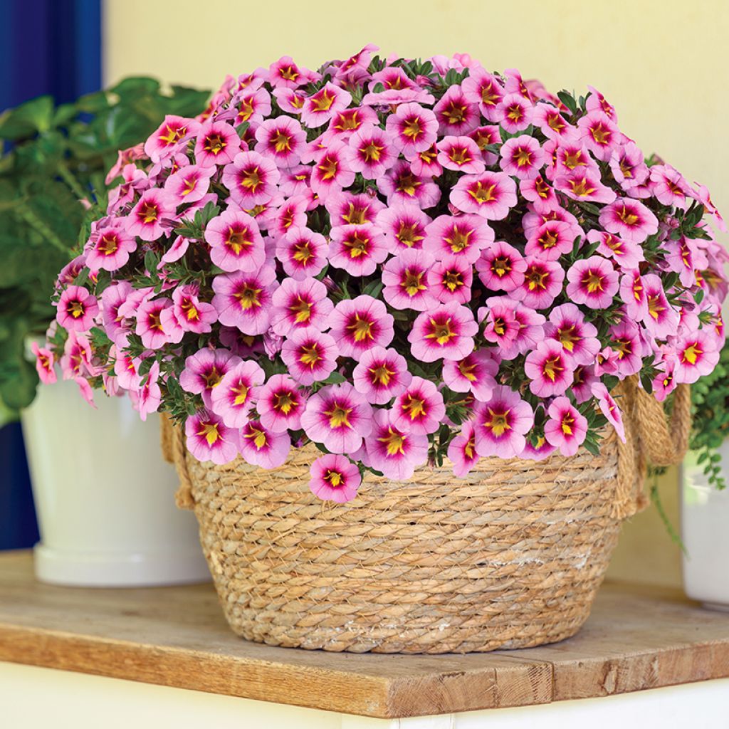 Miljoonakello Lia Spark Pink
