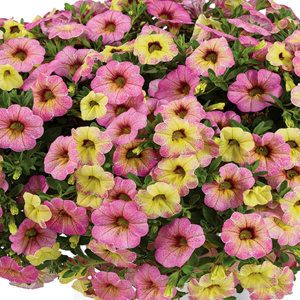 Miljoonakello Ombre Pink