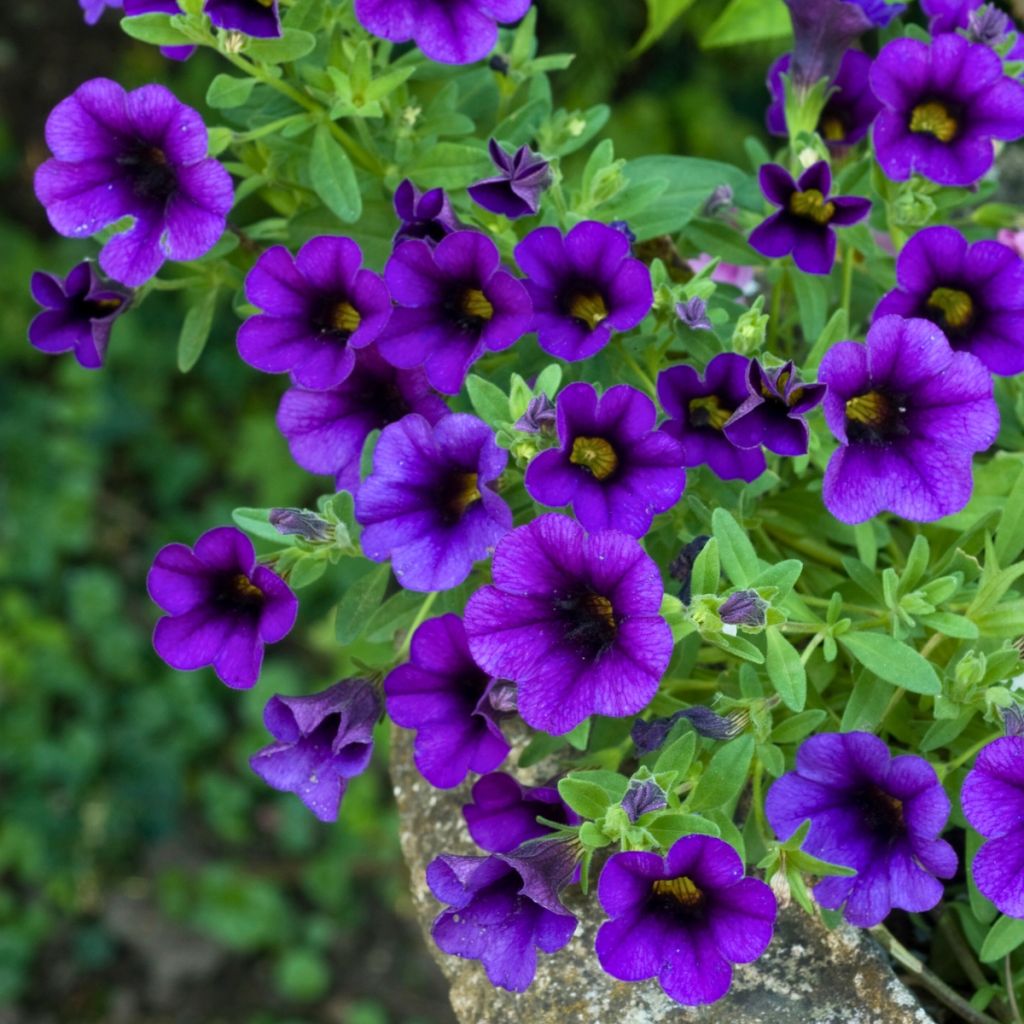 Miljoonakello Superbells Unique Blue Violet