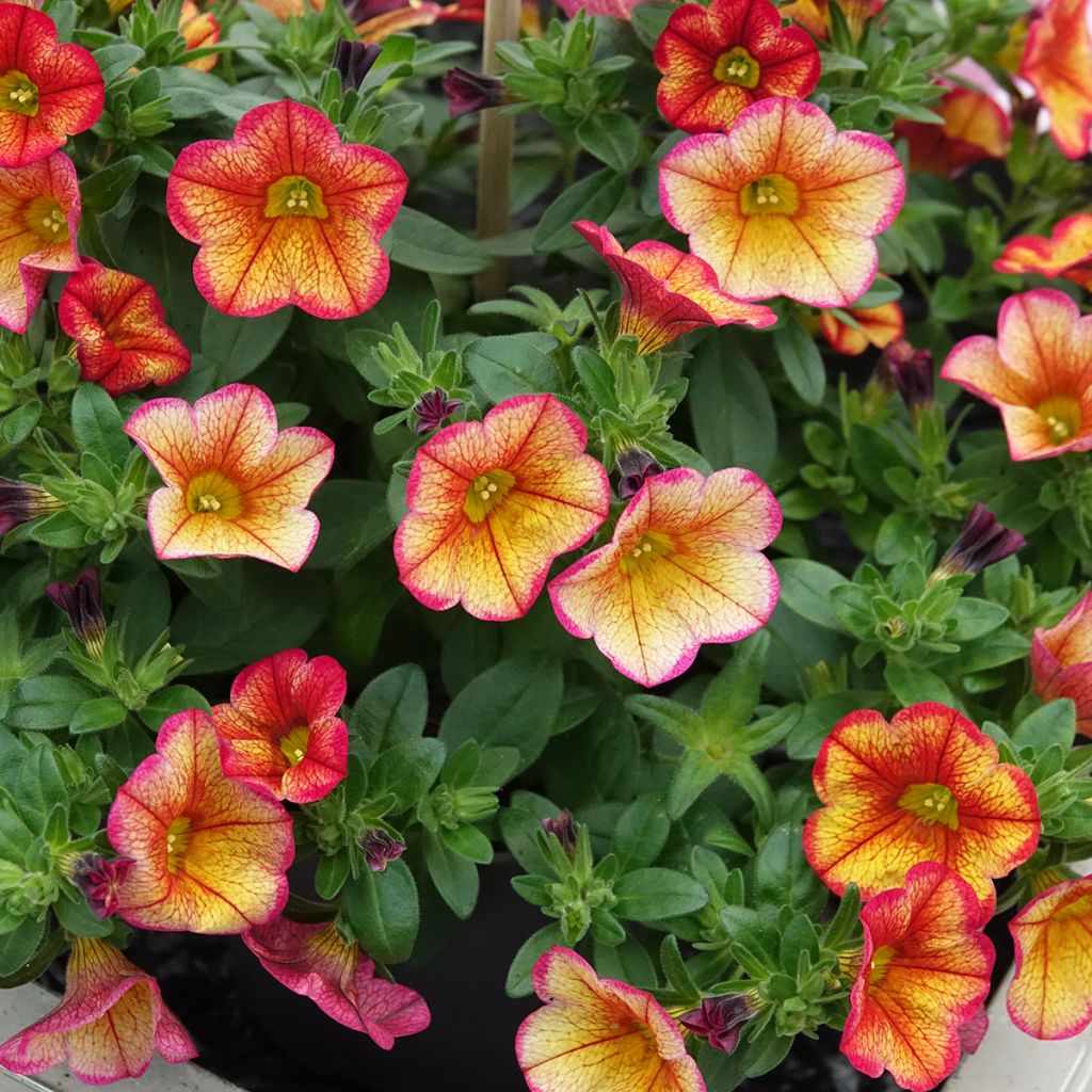 Calibrachoa minifamous Uno Bakari