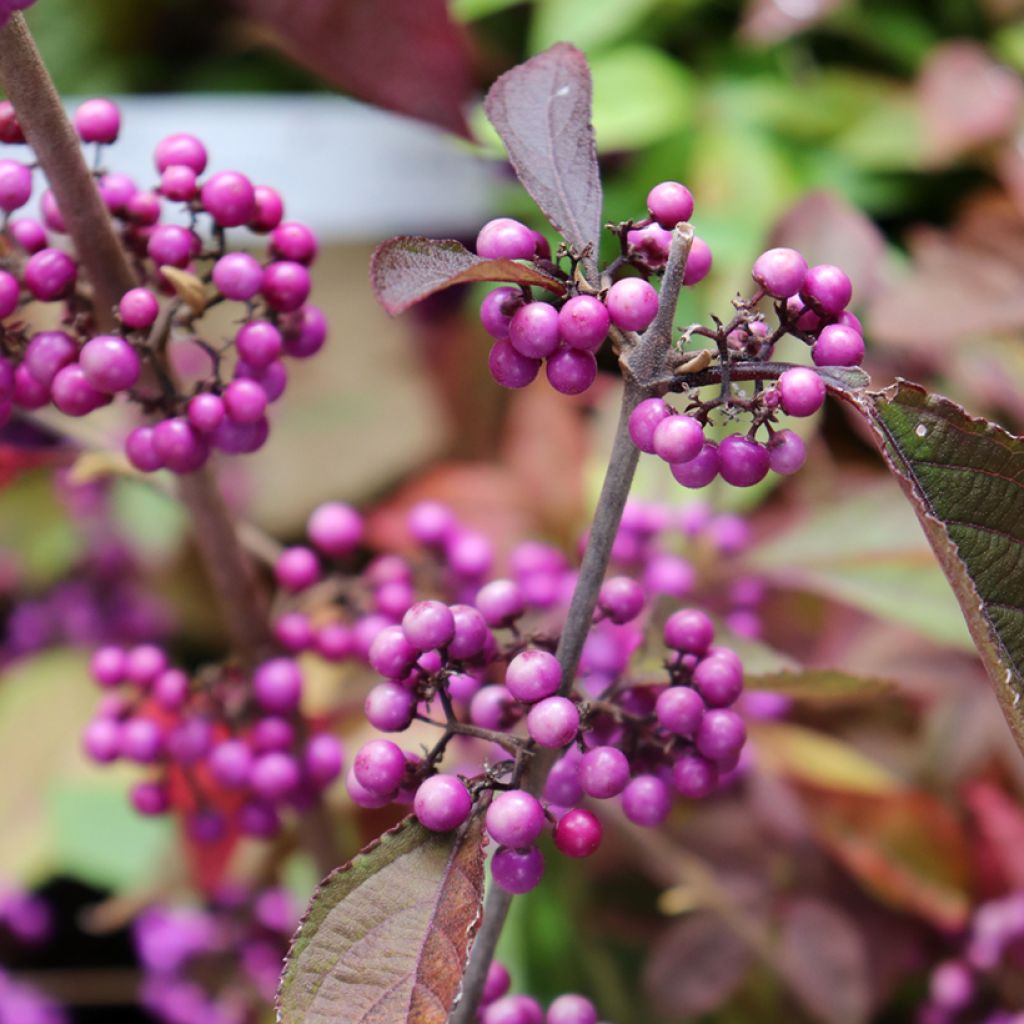 Helmimarja Profusion
