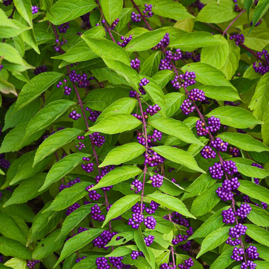 Viuhkohelmimarja - Callicarpa dichotoma