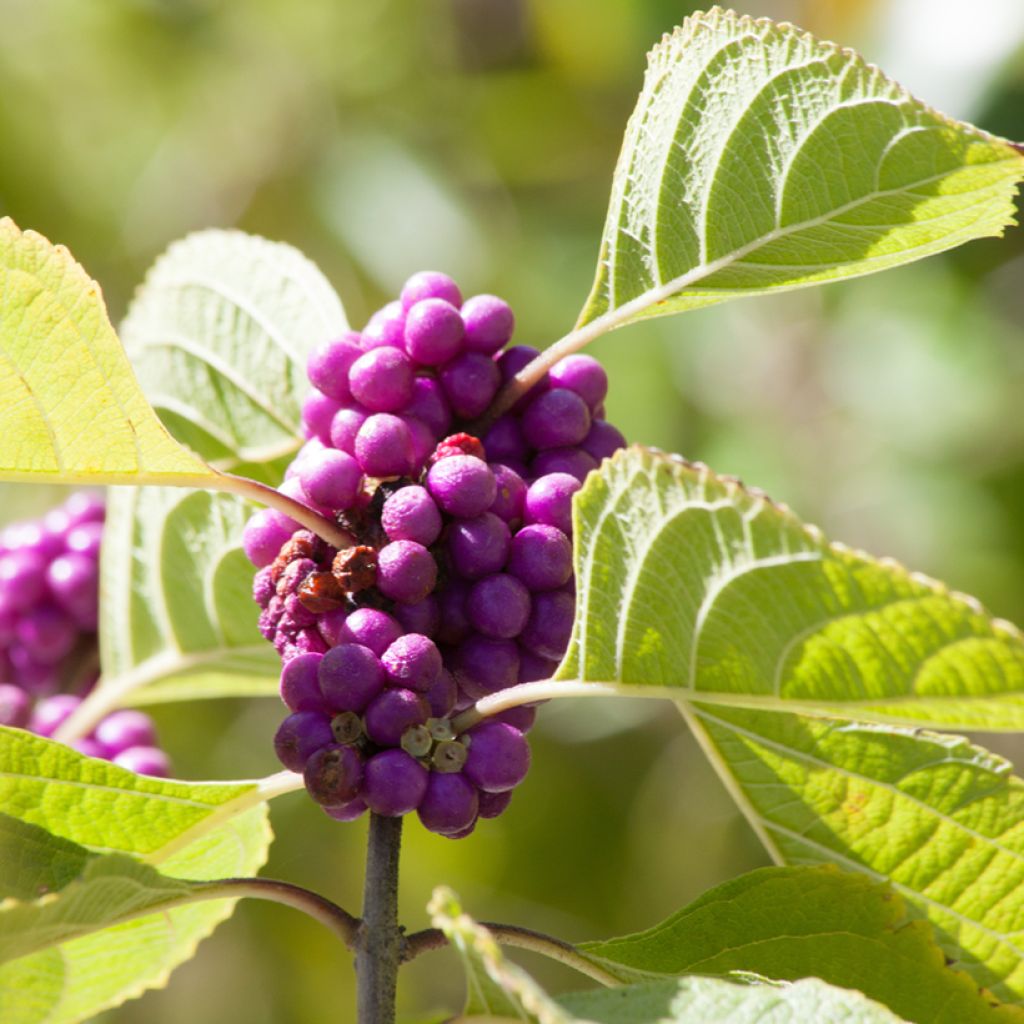 Viuhkohelmimarja - Callicarpa dichotoma