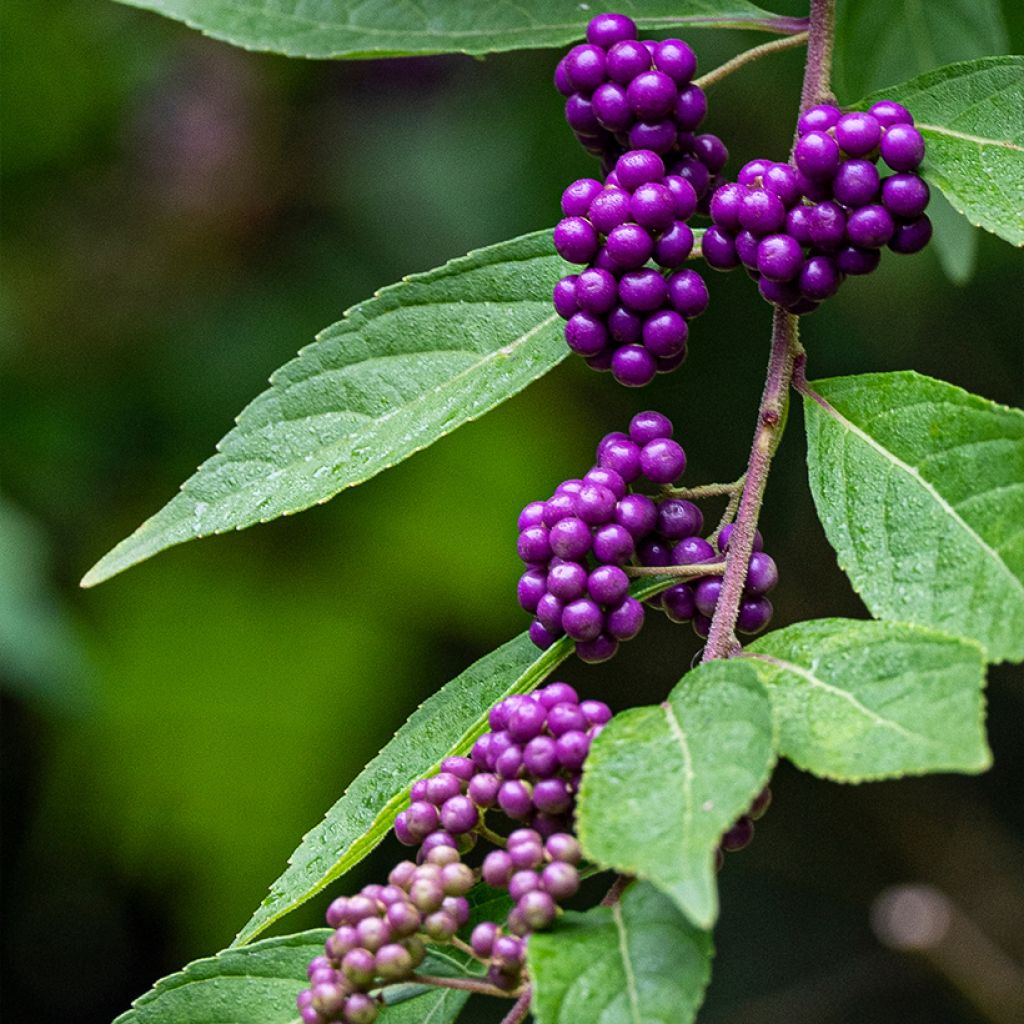 Viuhkohelmimarja - Callicarpa dichotoma