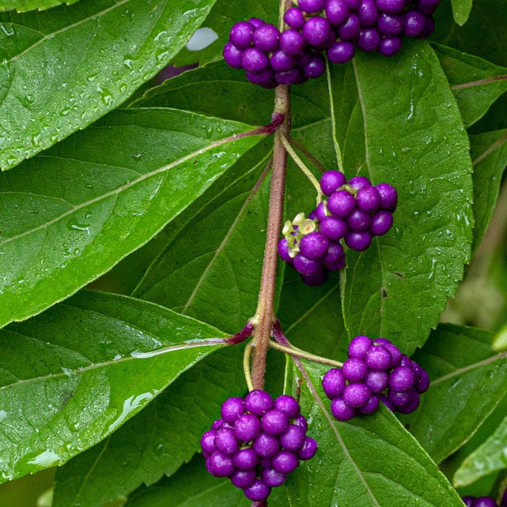 Viuhkohelmimarja - Callicarpa dichotoma
